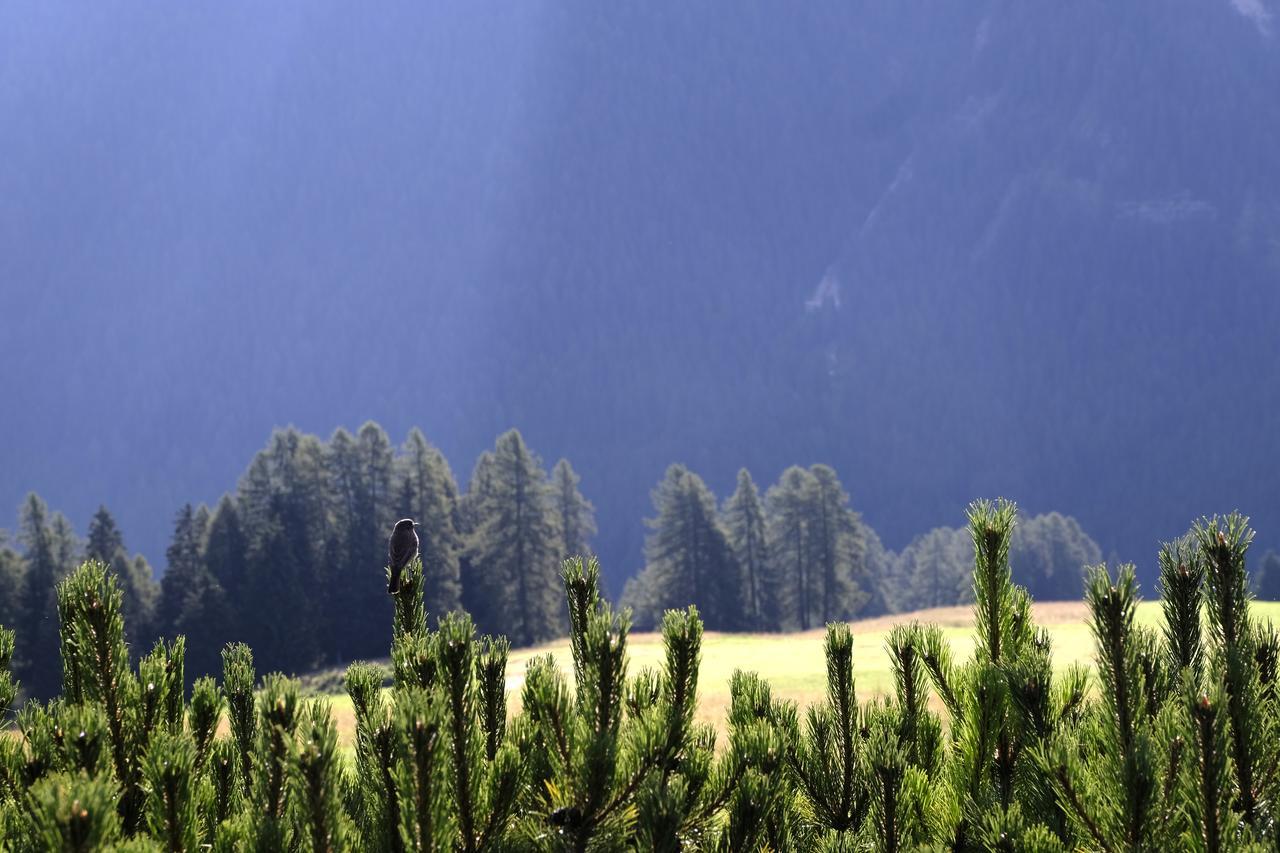 B&B Fior Vigo di Fassa Bagian luar foto